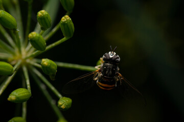 Macro photography of Soldier fly bee mimic (hoverfly).