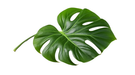 Tropical green leaf of split-leaf philodendron monstera plant isolated on transparent background