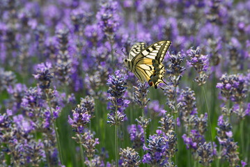 Old World Swallowtail or common yellow swallowtail (Papilio machaon) sitting on lavender in Zurich, Switzerland