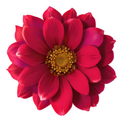 flower isolated on transparent background, extracted, png file