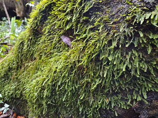 Musgo en base de árbol