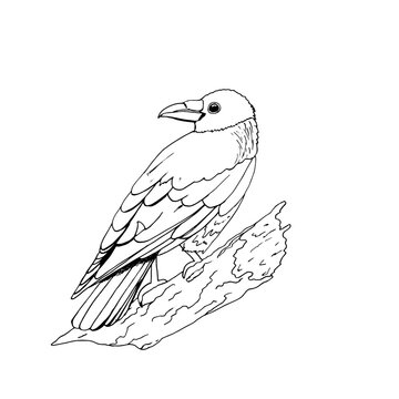Vector illustration of a crow bird sitting on a branch. A sketch in the style of doodles.