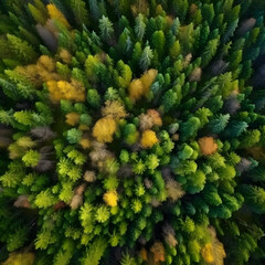 Naklejka premium Top down view of a forest, tall trees in a forest drone shot