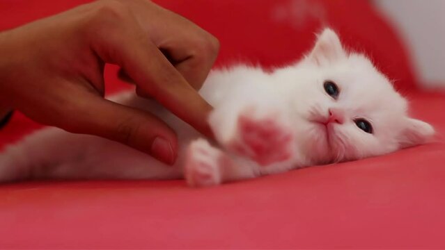Human hand playing with cute newborn white kitten