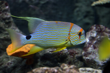 Tropical fish with various attractive colours in aquarium