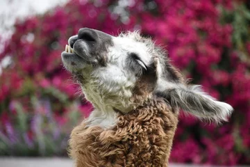 Selbstklebende Fototapeten close up of a llama © Gianfranco