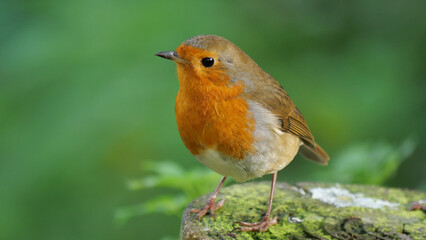 robin on a post