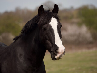 horse portrait