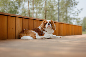 A cute Cavalier King Charles Spaniel lies peacefully on a wooden floor in the park, surrounded by nature. Its soft fur and gentle expression capture a moment of calm and charm