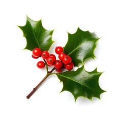 Sprig of European holly isolated