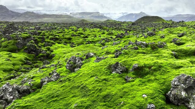 Lava fields green moss nature summer volcanic field magical
