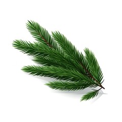 Spruce branch green fir isolated