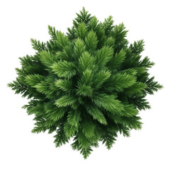 Fresh Green Spruce. Top Plan View. Ai Generative