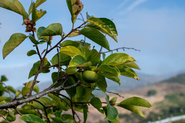 Parsimony fruits on a tree