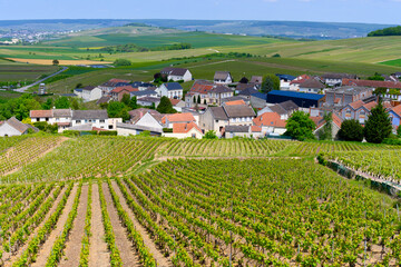 Fototapeta na wymiar View on green grand cru champagne vineyards near villages Cramant Côte des Blancs area, Champange, France