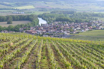 Fototapeta na wymiar Panoramic view on green premier cru champagne vineyards in village Cumieres near Epernay, Champange, France