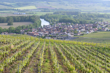 Panoramic view on green premier cru champagne vineyards in village Cumieres near Epernay,...