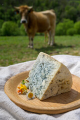 Cabrales artisan blue cheese made by rural dairy farmers in Asturias, Spain from unpasteurized cow’s milk or blended with goat or sheep milk in Picos de Europa. View on cows and pasture.