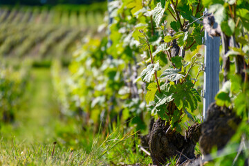 View on green grape leaves premier cru champagne vineyards in village Hautvillers near Epernay,...