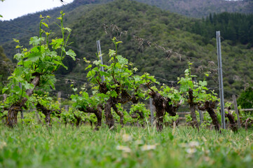 Young cluster of grapes in blossom on old grape vine on vineyard in Cantabria, Spain