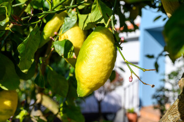 Ripe yellow lemons hanging on a tree in Asturias, North of Spain with the leaves in the garden