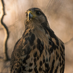 bird of prey