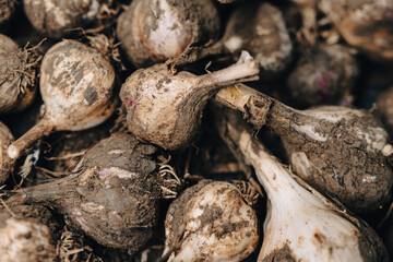 Raw garlic from the ground. Garlic fruits in the ground, raw garlic fruits, healthy food, veggie food, raw vegetables.