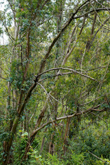 RAINBOW EUCALYPTUS a tropical paradise inin Tilden Park, Berkeley, California