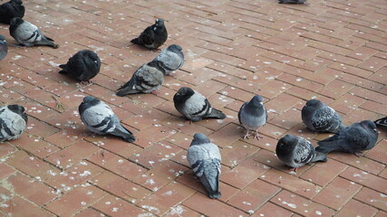 A flock of pigeons shivering in the cold in a winter park