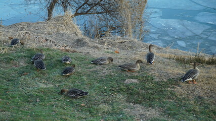 A flock of wild geese congregating on the ground beside a frozen river