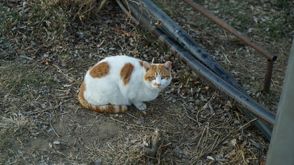 A vigilant brown stain white wild cat