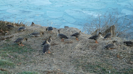 Flock of wild geese in winter han river park in south korea