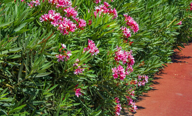 Oleander trees with pink flowers, nerium oleander