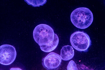 jellyfish illuminated purple with dark background 