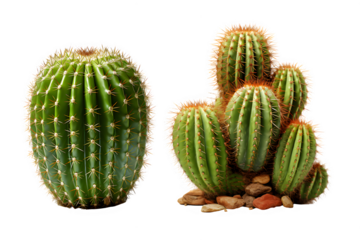 cactus isolated on transparent background ,thorny plant ,generative ai