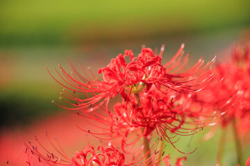 矢勝川周辺に咲く彼岸花　愛知県半田市