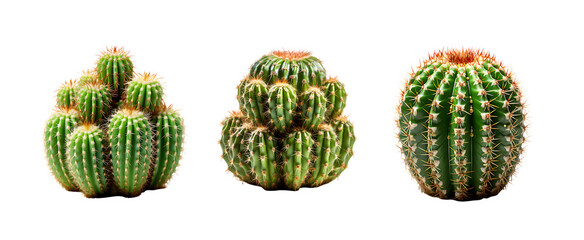 cactus isolated on transparent background ,thorny plant ,generative ai