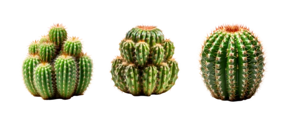 Foto op Plexiglas Cactus cactus isolated on transparent background ,thorny plant ,generative ai