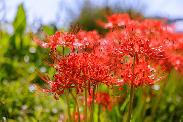 矢勝川周辺に咲く彼岸花　愛知県半田市
