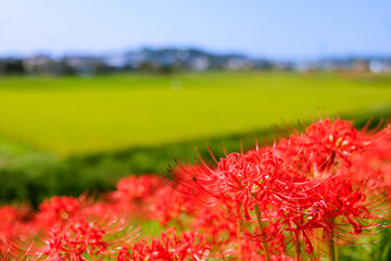 矢勝川周辺に咲く彼岸花　愛知県半田市