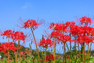 矢勝川周辺に咲く彼岸花　愛知県半田市
