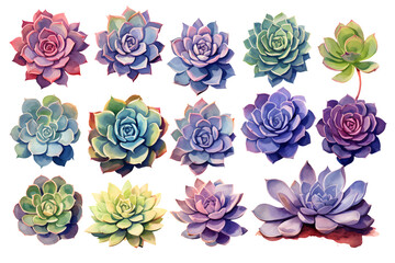 set of different drawn succulents isolated on transparent background