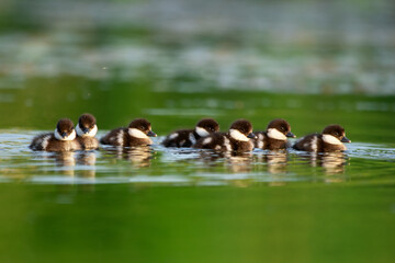 Fluffy Bufflehead ducklings are swimming in the lake in summer day.