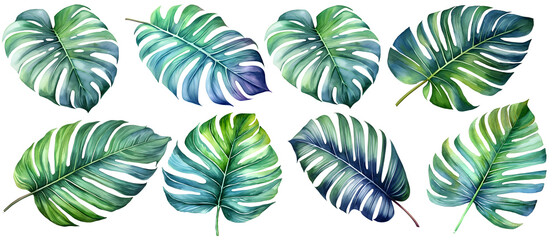 monstera leaves set, isolated on transparent background
