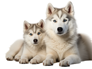 siberian husky puppy isolated dog on transparent background
