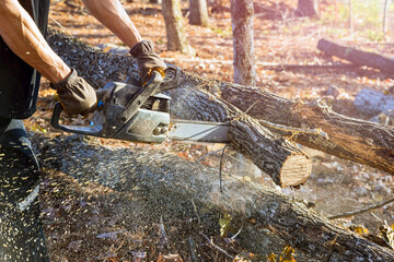 In aftermath of hurricane municipal worker is seen cutting down fallen trees in park.