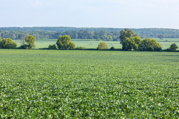 Fototapeta na wymiar A large field of soybeans with a tree covered hill in the distance and an irrigator in the back field.