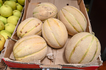 Melon for sale in market. Fresh ripe melons. 