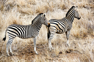two zebras, Zimbabwe, Africa