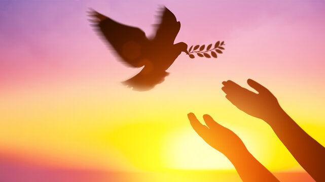 Silhouette pigeon return coming with olive branch to hands vibrant sunlight sunset sunrise background. Freedom making merit concept. Animal people hope pray holy faith. International Day of Peace.